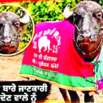 35 लाख का ‘राजा’ चोर ले उड़े, 19 साल के चैंपियन भैंसे की तलाश में जुटा मालिक