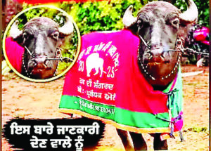 35 लाख का ‘राजा’ चोर ले उड़े, 19 साल के चैंपियन भैंसे की तलाश में जुटा मालिक