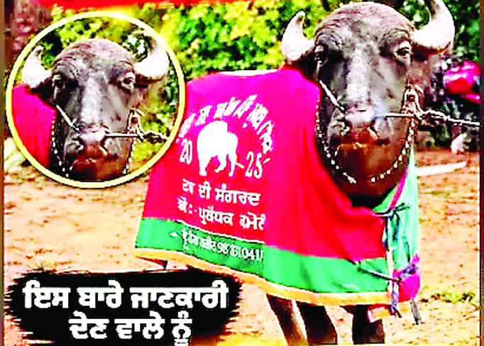 35 लाख का ‘राजा’ चोर ले उड़े, 19 साल के चैंपियन भैंसे की तलाश में जुटा मालिक